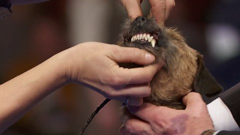 2023 NDS: Border Terrier