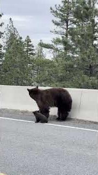 Distressed Mama Bear Rescues Cub in Tahoe || ViralHog