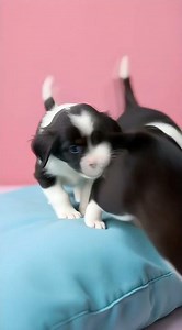 🐶Cute Puppy Siblings Snuggle! 📹