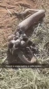 King snake eating a rattlesnake in Arizona! This is mother nature at its best | La Pulga News