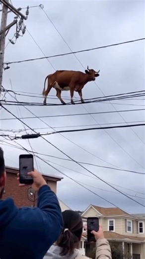 1.8K views | A brown cow is somehow stuck high on power lines above a city street — an unbelievable and surreal sight that leaves onlookers filming in shock. ⚡️ #FlyingCow #UnbelievableScene #ViralVideo #CrazyMoment #SurrealVideo #CowOnWires #AmazingSight #UnexpectedMoment #FunnyAnimals #WhatDidIJustSee | Bong Vy | Facebook