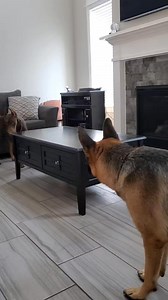 7.4M views · 97K reactions | Doberman stalk#Pebbles #Maximus #dobermanstalk #staredown #dobermanstaredown #doberman #dober#dobermanpinscher #gsd #germanshe#germanshepherd #germanshep#germanshepherddog #dogs | Pretty_Pebbles936 | Facebook