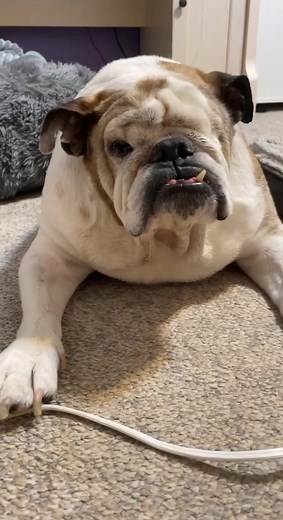 Aggressive English Bulldog Winston: Senior Dog TikTok Sensation