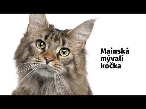 Mainská mývalí kočka - Atlas plemen - Tlapka TV