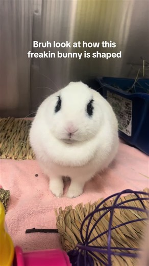 Circle Bunny: adorable round bunny shape caught on camera