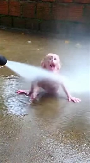 Baby monkey bathing #monkey #ai #funnymonkey