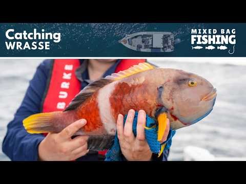 Catching Wrasse (and good fishing habits!)