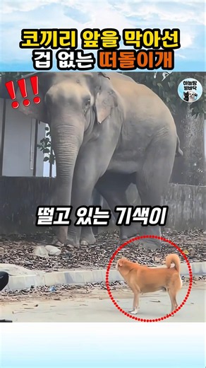 야생 코끼리에게 덤빈 떠돌이개의 최후 #코끼리 #개 #dogs