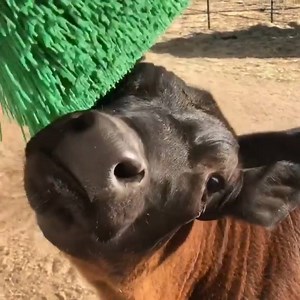 22M views · 165K reactions | In Denmark, it's a legal requirement to have an automatic brushing machine installed in dairy farms - because cows like massages so much. | SBS Australia | Facebook