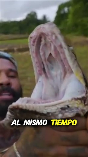 The snake that WON'T let go: the perfect trap of the reticulated python 🐍💥