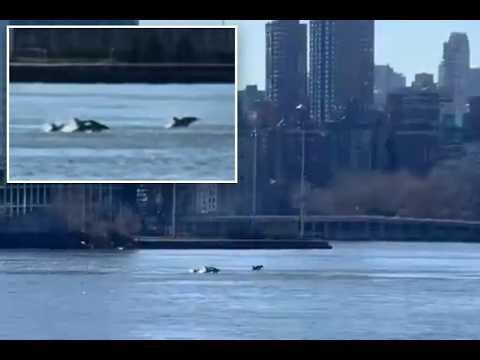 Dolphins in NYC's East River: A Rare Sight Explained