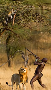 28K views · 104 reactions | Playfull Gorilla taps lion on the head with a Stick This video was produced by Network Media and Blue-X Studio | The Imaginary Art Exhibit | Facebook