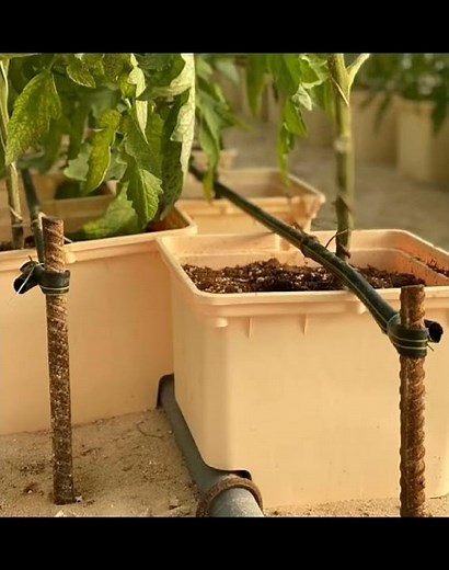 Why the Dutch Bucket System is the "All-Rounder" of Commercial Hydroponics and Home Farming
