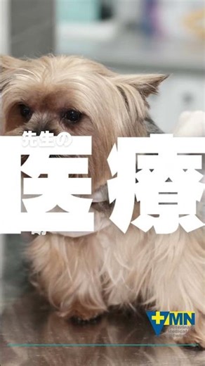 GlobalFAST獣医超音波セミナー 2025 11/1（土）-2（日）