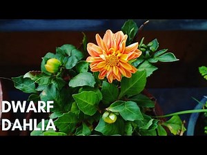 How To Grow Beautiful Dwarf Dahlias In Containers