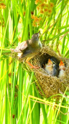 Mother Bird Feed Beautiful Baby In Nest 10027#bird #birdfeeding #nature
