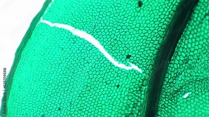 Funaria leaf consisting of green cells filmed under microscope 100x on bright field. Foliage of moss magnified in many times for viewing its structure and investigating it. Studying plant in biology