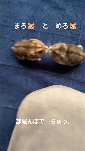 ちゅっ まろ🐹めろ🐹 #ジャンガリアンハムスター #hamster #ハムスターのいる生活 #ハムスター好き #しあわせ時間 #癒し #かわいい #ふたりの遊び場 #なかよし #ちゅー