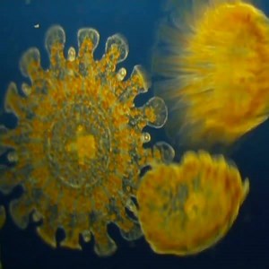 These sea-creatures are often referred to as "Sea Lice", but they're not related to lice at all — they're Jellyfish larva. If you're swimming in the Atlantic Ocean and you notice a prickly or stinging sensation while you're in the water, there's a good chance you've been stung around 200 times or more. A red, itchy rash will appear on parts of your body that are covered by hair or a bathing suit. Not to worry though, there are usually no lasting effects. #MicroscopicMonday 🧫🔬 | Science Channel