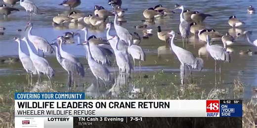 Sandhill cranes begin annual return to Wheeler Wildlife Refuge