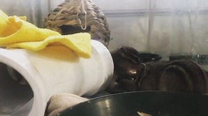 7.3K views · 246 reactions | Our baby Eastern Chipmunks that were...