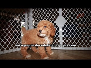 Cavapoo, Maltipoo, Bichonpoo, Yorkie, Poodle, Puppies For Sale, Atlanta, Georgia Local Breeders