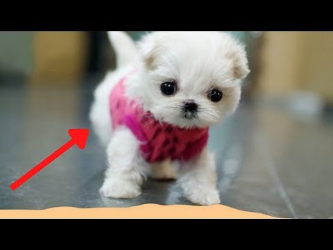 Top 10 Smallest Dog Breeds in the World