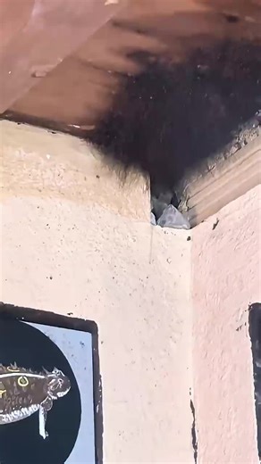 Videos de Eclipse Global (@eclipse.global) con “sonido original - Eclipse Global”