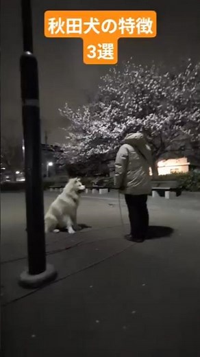 秋田犬の特徴3選
