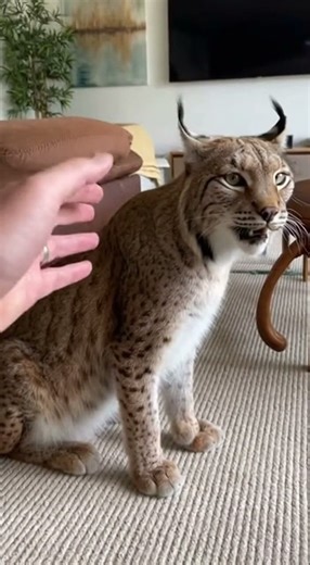 Don’t Touch Me! Domestic Lynx Clearly Says NO 😾🦁