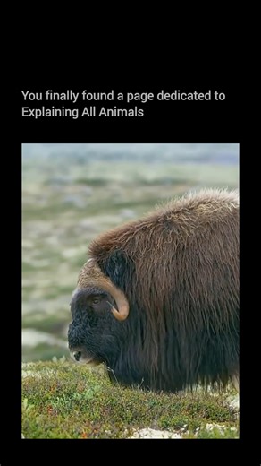 Explaining all animals on Instagram: "Bulls are adult male cattle, built for strength and dominance. Compared to cows, they are larger, heavier, and more muscular, with thicker necks and, in some breeds, more prominent horns. Higher testosterone levels make bulls more territorial and aggressive, especially during the breeding season. In agriculture, bulls are essential for reproduction, while castrated males—known as steers—are typically raised for meat or labor. Across cultures, bulls have also