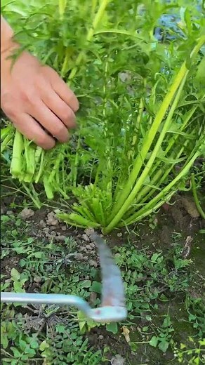 Mixed Vegetable Recipe | Healthy & Tasty Sabzi Cooking