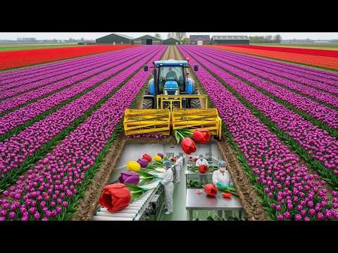 🌷 Inside a Giant Tulip Factory | How Millions of Tulips Are Produced Daily