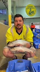 19K views · 186 reactions | In this mixed box from the Clarence River fishers cooperative, we found these two gorgeous (and quite different) Herring species! How do you like to eat Herring? | Sydney Fish Market | Facebook