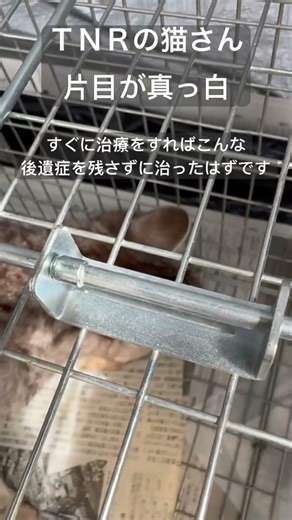 片目が真っ白な猫さん #catlove #shorts #cat #猫好き #猫との暮らし