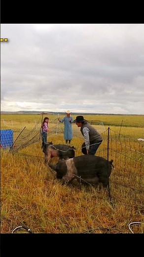 Our Sow Is Pregnant! Moving the Male Breeder to the Meat Pigs