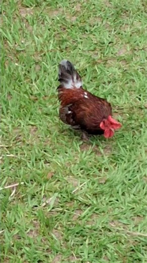 galo às magem da #rodovia #cuteshorts .