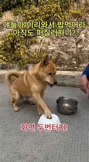 Mother dog: Come quickly, master, let's wait.