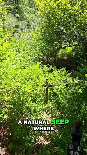 Lake Arrowhead Hiking Trails: Horseshoe Springs Natural Water Source