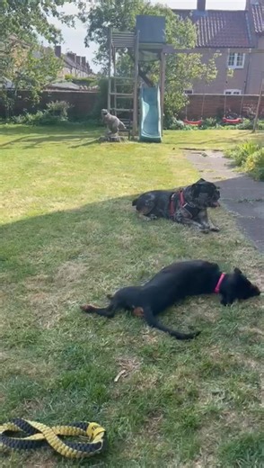 We like to share our good news stories. Little Mabel one of the 18, one of girls she was in Norfolk batch. We were very worried about her, she was a very frightened girl. She started to come out of her shell but a long way to go, I knew she needed a family with young ish children and other dogs. 1 family was coming to have a puppy, they already have Billy from.the RWA litter 2 years ago so I asked Karen to take her knowing they were a perfect fit and look at the result. Love it when a plan comes