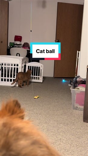 This interactive cat toy will get itself in questionable places and then manage to get itself back out. #CatToy #Cat #CatTok #CuteCat #CatBall