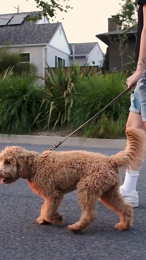 5 Essential Commands Every Dog Should Know! A well-trained dog isn’t just about tricks—it’s about trust, discipline, and a happier life together. At Always Faithful Dog Training, we focus on 5 powerful commands to create a calm, obedient, and well-behaved dog: Heel – Walk calmly without pulling 🐾 Sit – Instant obedience & discipline 🐾Stay – Strengthens patience & focus 🐾Come – Ensures reliable recall for safety 🐾Down – Encourages calmness & control With clear training and consistency, you’ll