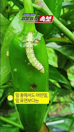 #고추농사잘짓는법 #고추재배 #담배나방 #애벌레 #방제 이렇게 해보세요 #shorts