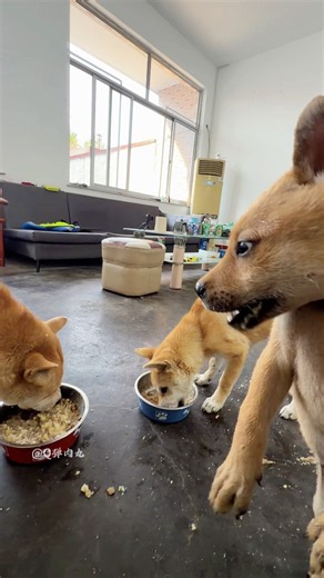 The little guy is too pushy. We have to teach him a good lesson.