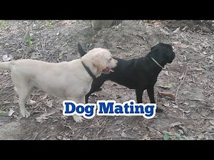 Dog mating