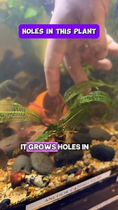 My FAVORITE PLANT 🌱 The Madagascar lace plant looks like it was hand-cut with scissors, but those incredible lace-like holes are completely natural. In the wild, this plant evolved in fast-moving rivers, and the open leaf structure helps water flow through without tearing the leaves. It’s one of the only aquarium plants with this see-through design, making it a true living centerpiece in any fish tank. New store hours ❤️ Wednesday- Sunday 12-8pm, Saturday 10am-8pm 5575 Elmwood ave suite a (back