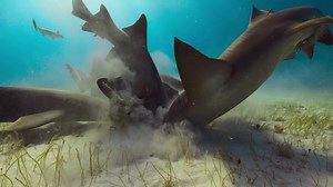 Nurse sharks suck… on Deadly Mission Shark our young shark saviours get to meet a whole cast of sharky superstars, including seeing natural predation from nurse sharks on the Bimini sea bed. Available now on @CBBC and BBC iPlayer | Steve Backshall