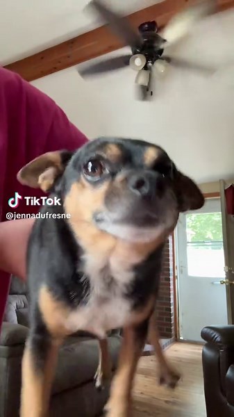 Mister Manny hates me #poopy