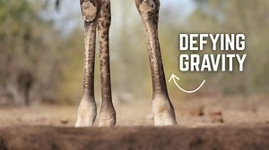 A Walking Engineering Wonder