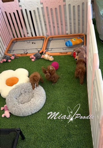 Rare beautiful red abstract poodle babies 🫶🫶#redpoodle #toypoodle #poodle #akc #puppy